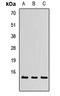 Thioredoxin-like U5 snRNP protein U5-15kD antibody, LS-C668140, Lifespan Biosciences, Western Blot image 