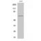 Paxillin antibody, LS-C385389, Lifespan Biosciences, Western Blot image 