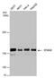 Stromal Antigen 2 antibody, PA5-40130, Invitrogen Antibodies, Western Blot image 