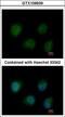 O-Linked N-Acetylglucosamine (GlcNAc) Transferase antibody, LS-C186114, Lifespan Biosciences, Immunocytochemistry image 