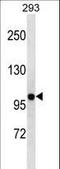 Potassium Voltage-Gated Channel Subfamily B Member 2 antibody, LS-C157845, Lifespan Biosciences, Western Blot image 