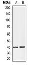 Lysophosphatidic Acid Receptor 3 antibody, LS-C353367, Lifespan Biosciences, Western Blot image 