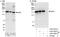 Inverted formin-2 antibody, A303-427A, Bethyl Labs, Immunoprecipitation image 