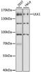 Unc-51 Like Autophagy Activating Kinase 1 antibody, STJ111271, St John