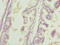 Tripartite Motif Containing 32 antibody, orb39929, Biorbyt, Immunohistochemistry paraffin image 