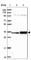 Surfeit 2 antibody, HPA044340, Atlas Antibodies, Western Blot image 