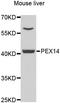 Peroxisomal Biogenesis Factor 3 antibody, orb373618, Biorbyt, Western Blot image 
