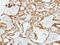 Fibulin 2 antibody, NBP1-33479, Novus Biologicals, Immunohistochemistry paraffin image 