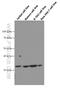 BCL2 Like 1 antibody, 66020-1-Ig, Proteintech Group, Western Blot image 