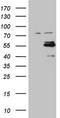 Casein Kinase 1 Gamma 1 antibody, TA806348, Origene, Western Blot image 