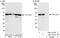 General Transcription Factor IIE Subunit 1 antibody, NBP1-46196, Novus Biologicals, Western Blot image 
