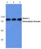 Notch Receptor 2 antibody, PA5-37433, Invitrogen Antibodies, Western Blot image 