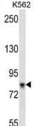 Sterile Alpha Motif Domain Containing 4B antibody, abx027494, Abbexa, Western Blot image 