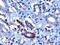 F-Box And WD Repeat Domain Containing 2 antibody, NB100-1300, Novus Biologicals, Immunohistochemistry frozen image 