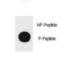 TSC Complex Subunit 1 antibody, LS-C157943, Lifespan Biosciences, Dot Blot image 