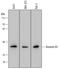 Annexin A4 antibody, MAB4146, R&D Systems, Western Blot image 