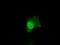 Annexin A10 antibody, NBP2-02282, Novus Biologicals, Immunofluorescence image 