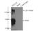 Palladin, Cytoskeletal Associated Protein antibody, 16179-1-AP, Proteintech Group, Immunoprecipitation image 