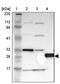 PRELI Domain Containing 1 antibody, PA5-52187, Invitrogen Antibodies, Western Blot image 