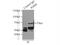 CD316 antibody, 14387-1-AP, Proteintech Group, Immunoprecipitation image 