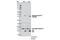 Caspase 9 antibody, 7237P, Cell Signaling Technology, Western Blot image 