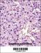 Lactate Dehydrogenase A antibody, 57-107, ProSci, Immunohistochemistry paraffin image 
