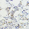 Vascular Endothelial Growth Factor B antibody, 14-581, ProSci, Immunohistochemistry frozen image 