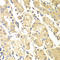 Programmed Cell Death 2 Like antibody, STJ29531, St John