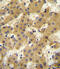 Apolipoprotein F antibody, abx025592, Abbexa, Immunohistochemistry frozen image 