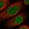 TATA-Box Binding Protein Associated Factor 9b antibody, HPA045275, Atlas Antibodies, Immunofluorescence image 