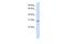 RNA Binding Motif Protein 7 antibody, PA5-41862, Invitrogen Antibodies, Western Blot image 