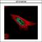 Mastermind Like Transcriptional Coactivator 1 antibody, GTX104748, GeneTex, Immunofluorescence image 