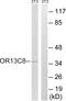 Olfactory Receptor Family 13 Subfamily C Member 8 antibody, A16723, Boster Biological Technology, Western Blot image 