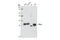 Pirin antibody, 9777S, Cell Signaling Technology, Western Blot image 