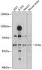 Vanin 1 antibody, 19-041, ProSci, Western Blot image 