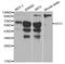 Synaptotagmin 1 antibody, LS-B12889, Lifespan Biosciences, Western Blot image 