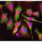 Poly(A) Binding Protein Cytoplasmic 1 antibody, IQ272, Immuquest, Immunoprecipitation image 