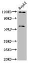FAM20C Golgi Associated Secretory Pathway Kinase antibody, LS-C675178, Lifespan Biosciences, Western Blot image 