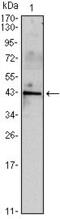 Inhibin Subunit Alpha antibody, GTX82761, GeneTex, Western Blot image 