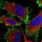 Fc Fragment Of IgA Receptor antibody, NBP1-88102, Novus Biologicals, Immunofluorescence image 