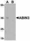 TNFAIP3 Interacting Protein 3 antibody, orb94312, Biorbyt, Western Blot image 