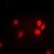 LAP2 alpha antibody, abx142268, Abbexa, Western Blot image 
