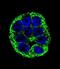 YOD1 Deubiquitinase antibody, abx026196, Abbexa, Immunofluorescence image 