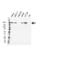 ITGB4 antibody, VMA00285, Bio-Rad (formerly AbD Serotec) , Western Blot image 