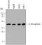 Alpha-1-Microglobulin/Bikunin Precursor antibody, MAB7724, R&D Systems, Western Blot image 