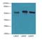 Phospholipase D Family Member 4 antibody, A51089-100, Epigentek, Western Blot image 