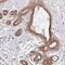 MAPK Activated Protein Kinase 2 antibody, NBP2-56233, Novus Biologicals, Immunohistochemistry frozen image 