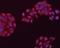 Ras Homolog Family Member G antibody, orb378398, Biorbyt, Immunofluorescence image 