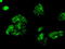 Fermitin Family Member 2 antibody, GTX84505, GeneTex, Immunofluorescence image 
