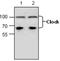 Clock Circadian Regulator antibody, GTX59715, GeneTex, Western Blot image 